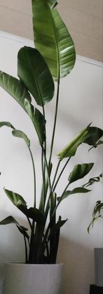 plante d'intérieure 1 Strelitzia, Maison & Meubles, Plantes d'intérieur, Plante verte, Enlèvement