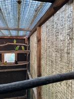 Pruimkoppen, Animaux & Accessoires, Oiseaux | Canaris