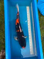 Japase Koi- Showa 80cm, Dieren en Toebehoren, Karper of Koi