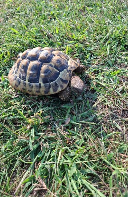 Schildpad, Dieren en Toebehoren, Reptielen en Amfibieën, Schildpad, 3 tot 6 jaar, Tam
