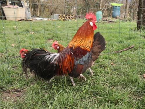 Œufs de Gauloise doré, Dieren en Toebehoren, Pluimvee, Kip