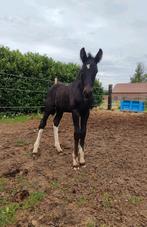 Mooi stevig barock pinto veulen, Dieren en Toebehoren, Hengst, Onbeleerd, Recreatiepaard, 0 tot 2 jaar