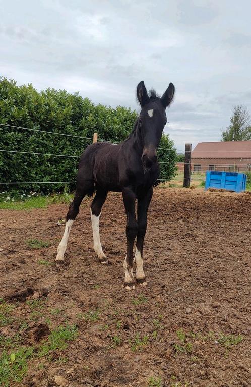 Mooi stevig barock pinto veulen, Dieren en Toebehoren, Paarden, Hengst, Onbeleerd, 0 tot 2 jaar, Recreatiepaard