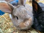 Baby konijntjes Jip & Janneke, Klein, Meerdere dieren, 0 tot 2 jaar