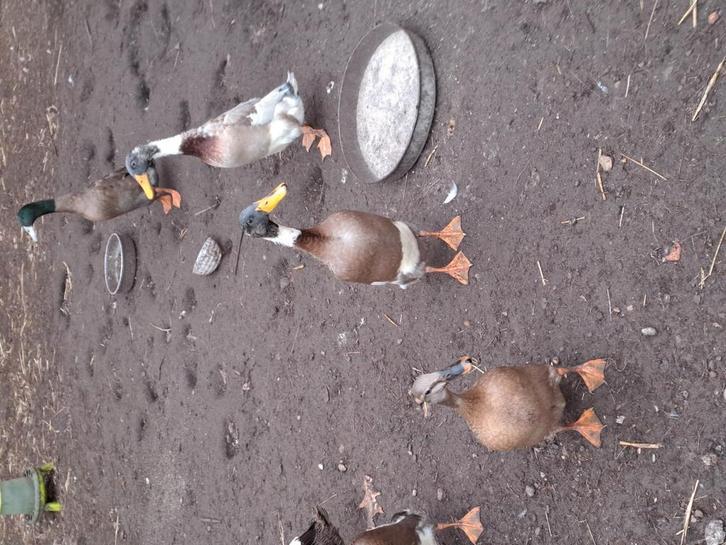 Indische loopeenden, Dieren en Toebehoren, Pluimvee