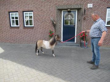 2 speciale miniatuur merries beschikbaar voor biedingen