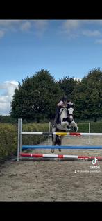 Paard te koop, Dieren en Toebehoren, Pony's, Merrie, Recreatiepony, 3 tot 6 jaar