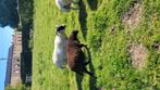 Lammeren, Dieren en Toebehoren, Pluimvee