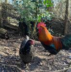 Maran haan, Dieren en Toebehoren, Pluimvee, Mannelijk, Kip