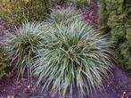 Carex morrowii, japanse zegge, siergras, Tuin en Terras, Ophalen, Vaste plant, Siergrassen, Halfschaduw