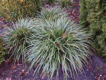 Carex morrowii, japanse zegge, siergras  beschikbaar voor biedingen