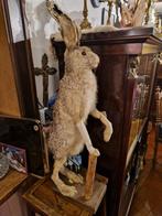 Prachtige opgezette haas - taxidermie, Ophalen