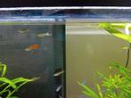 Superbes guppys Endler, Animaux & Accessoires, Poissons | Poissons d'aquarium