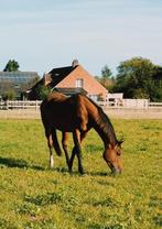 plaats voor paard, Dieren en Toebehoren, Stalling en Weidegang, Weidegang, 1 paard of pony
