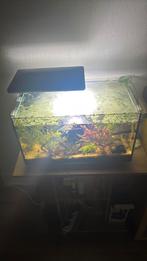 Aquarium, Ophalen, Gebruikt, Gevuld zoetwateraquarium