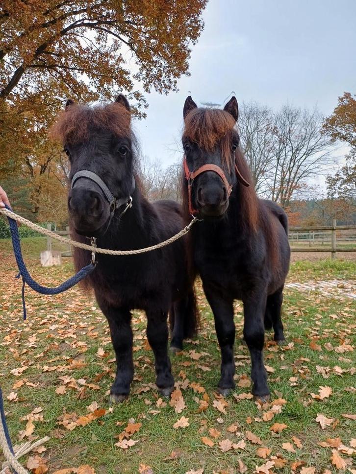 Grote maat shetlander ruinen  Half broers, mooi Span!, Dieren en Toebehoren, Paarden, Ruin, Niet van toepassing, 3 tot 6 jaar
