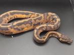 orange dream piebald 50% hypo, Dieren en Toebehoren, Slang, 0 tot 2 jaar