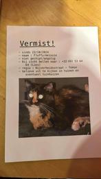 VERMIST Temse ‼️‼️‼️, Dieren en Toebehoren