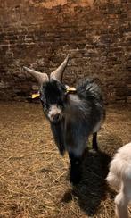 geite(bokjes), Dieren en Toebehoren