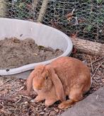 5 konijnen voedsters, Dieren en Toebehoren, Hangoor
