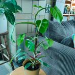 Philodendron white princess, Huis en Inrichting, Ophalen