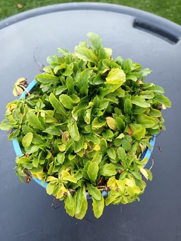 Mazus Reptans Alba  beschikbaar voor biedingen