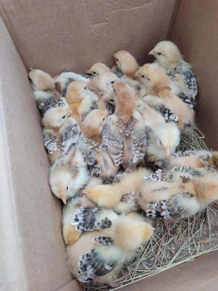 kuikens, Dieren en Toebehoren, Pluimvee, Kip, Geslacht onbekend