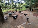 Muskuseenden barberies, Dieren en Toebehoren, Pluimvee