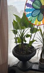 Alocasia + high pot, Enlèvement