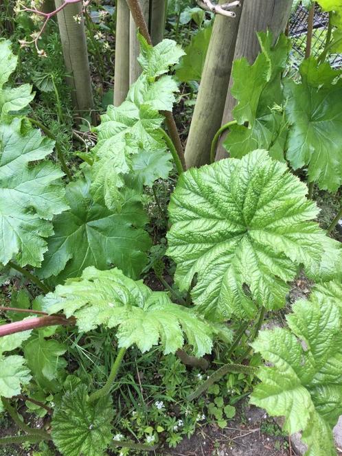 Darmera Peltata , schildblad, Jardin & Terrasse, Plantes | Jardin, Enlèvement ou Envoi