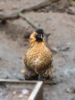 Leg/sier-kippen, Dieren en Toebehoren, Pluimvee, Vrouwelijk, Kip