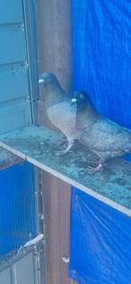 postduiven, Dieren en Toebehoren, Vogels | Duiven