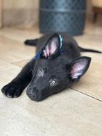 Herder PUPS ZWART VEO werkhonden met FCI Stamboom, Dieren en Toebehoren, België, Fokker | Hobbymatig, CDV (hondenziekte), 8 tot 15 weken