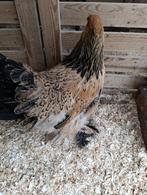 brahma alle kleurslagen (laatste 20) actie 4+1 GRATIS, Dieren en Toebehoren, Pluimvee, Vrouwelijk, Kip