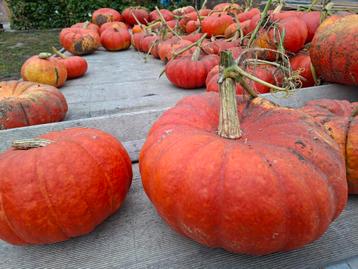 Gratis pompoenen bij bestelling van 10kg aardappelen  beschikbaar voor biedingen