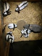 7 jonge vleeskonijnen - 5 weken oud - groot ras, Grand