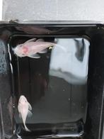 Spierwitte ancistrus - snow white short fins, Vis, Zoetwatervis