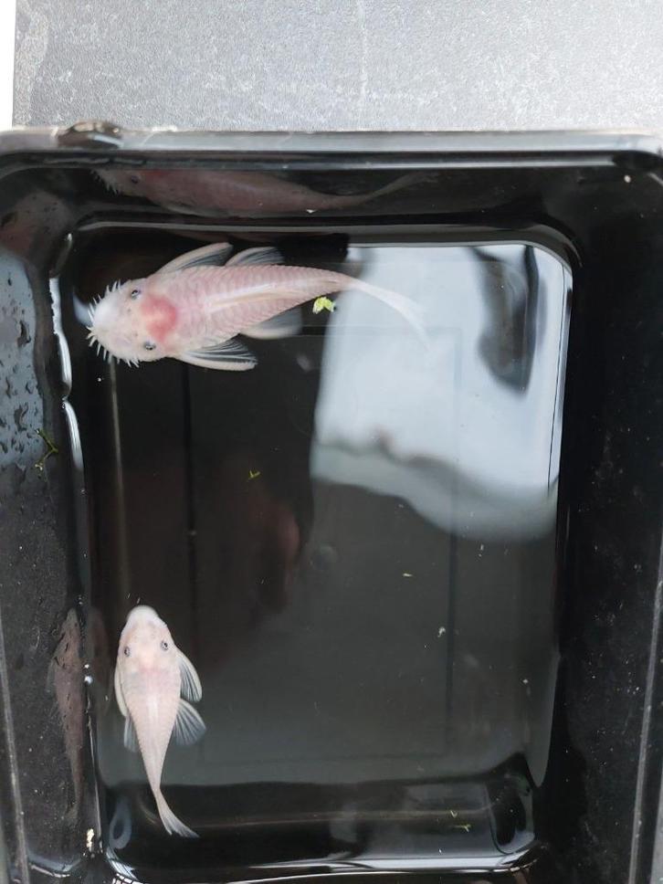Spierwitte ancistrus - snow white short fins, Dieren en Toebehoren, Vissen | Aquariumvissen, Zoetwatervis, Vis