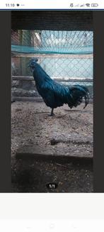 Broedeieren, Dieren en Toebehoren