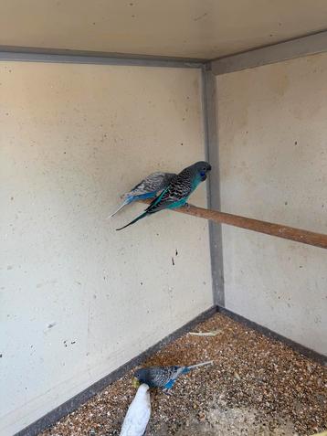 Melanistic spangle bf en supers beschikbaar voor biedingen