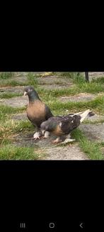 Duiven takal koppel, Dieren en Toebehoren