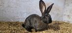 Lapin geant des flandres, Animaux & Accessoires, Lapins