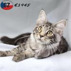 Prachtige Maine Coon kittens - te koop, Dieren en Toebehoren, Meerdere dieren, Gechipt, 0 tot 2 jaar