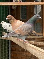 Verkoop Kleurpostduiven, Dieren en Toebehoren, Postduif