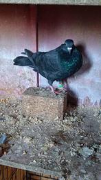 Duiven/kroppers te koop, Dieren en Toebehoren, Vogels | Duiven