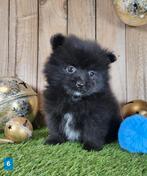 Chiot de poméranie/pompon / petit loulou, Loulou, Plusieurs, Parvovirose, Belgique