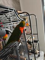 Gouden kooi gezocht Lori van de blauwe bergen, Dieren en Toebehoren, Tam