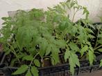 Variétés de tomates originales Micro naines et naines, Ophalen