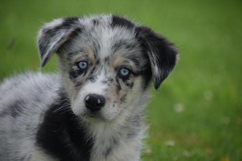 Siberische husky kruising australische herder pups, Dieren en Toebehoren, Honden | Niet-rashonden, Middel, Meerdere dieren, Fokker | Professioneel