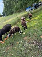 Baggerbonte lammen te koop, Meerdere dieren, Schaap